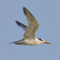 Lesser Crested Tern